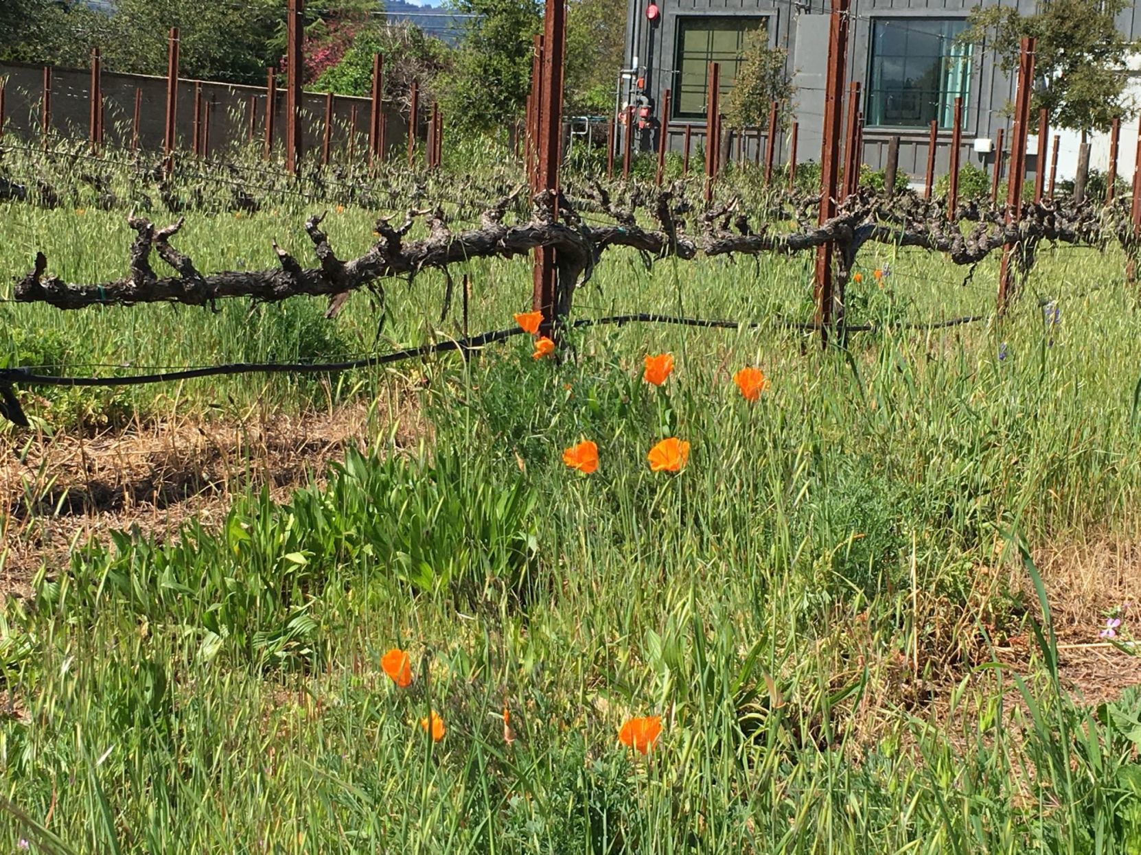 Lives of the Vines